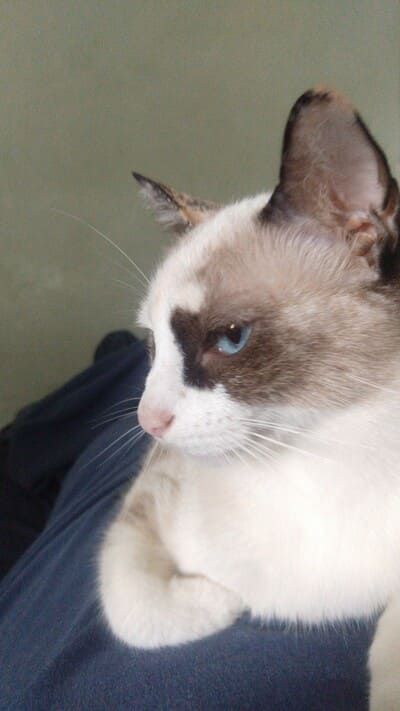 pet
